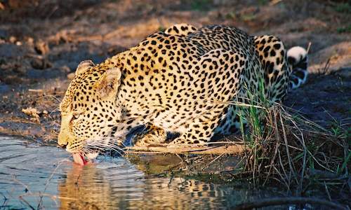 safari game reserve in mpumalanga