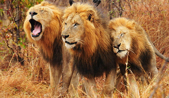 See a Lion family on safari.