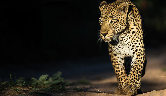 Leopard on a night game drive in Sabi Sands.