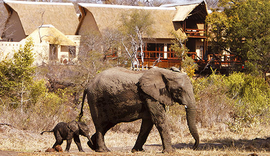 Elephant Plains Game Lodge in Sabi Sands Reserve.